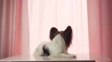 Papillon tüm görüntüleri video görünüyor