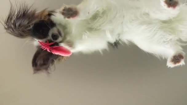 Papillon plays with bird feather behind the glass stock footage video — Stock Video