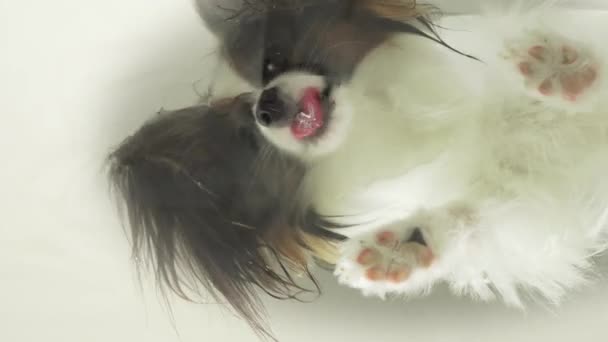 Papillon drinks water behind glass stock footage video — Stock Video