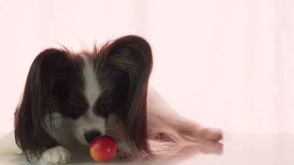 Papillon je jíst malé červené jablko stopáže videa — Stock video
