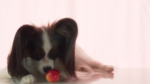 Papillon está comiendo pequeñas imágenes de archivo de manzana roja video — Vídeo de stock