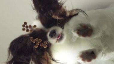 Papillon cam yavaş hareket hisse senedi görüntüleri video arkasında kuru mama yiyor