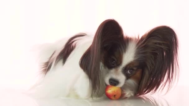 Papillon está comendo pequeno vermelho maçã câmera lenta imagens de vídeo — Vídeo de Stock