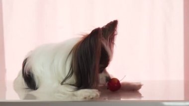 Papillon küçük kırmızı elma stok görüntüleri video yiyor