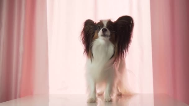 Papillon gelukkig golven zijn staart en blaft slowmotion beelden video — Stockvideo