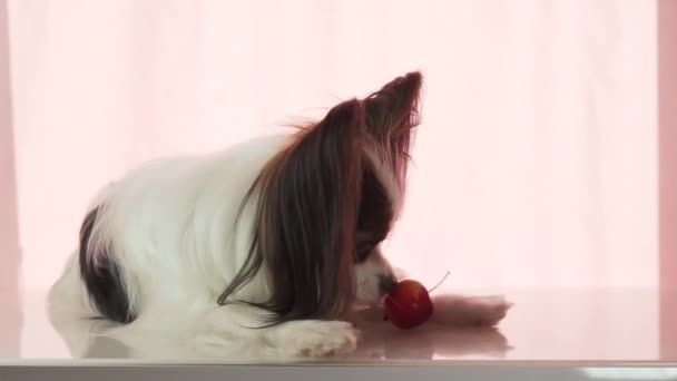 Papillon ест маленькие красные яблоки видео акции — стоковое видео