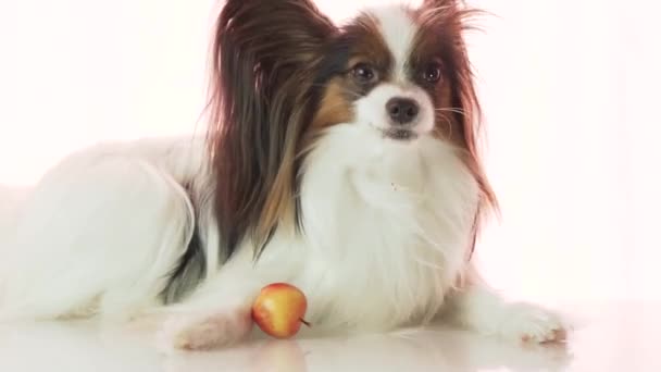 Papillon is eating small red apple slow motion stock footage video — Stock Video