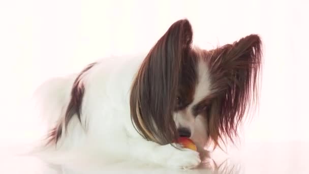 Papillon está comiendo pequeñas imágenes de archivo de manzana roja video — Vídeos de Stock