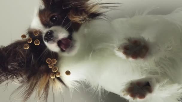 Papillon eats dry food behind glass slow motion stock footage video — Stock Video