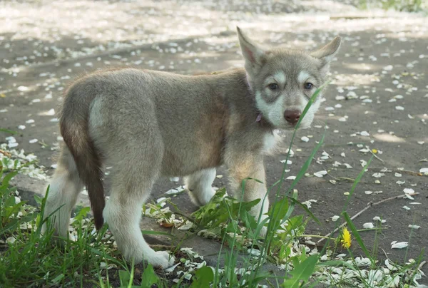 Beautiful roande valpar av Saarloos wolfhound i park — Stockfoto