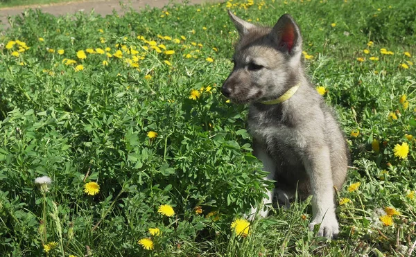 Beautiful Roande Valpar Saarloos Wolfhound Grön Gräsmatta Parken — Stockfoto