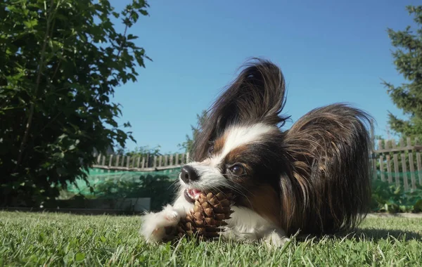Красива порода собак Папійон гризе ялиновий конус на газоні — стокове фото