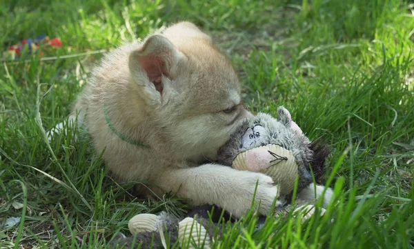 Όμορφη διασκεδαστικό κουτάβια Saarloos wolfhound στο πράσινο γκαζόν στο πάρκο — Φωτογραφία Αρχείου