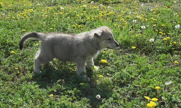Szép szórakoztató a zöld gyep a parkban Saarloosi farkaskutya kölykök — Stock Fotó