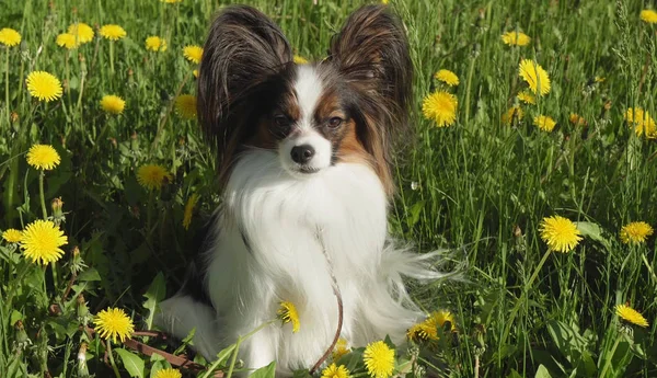 Beautiful dog Papillon sitting on green lawn with dandelions — Stock Photo, Image