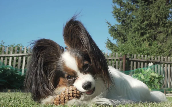 Schöne Hunderasse Papillon nagt Fichtenzapfen auf Rasen — Stockfoto