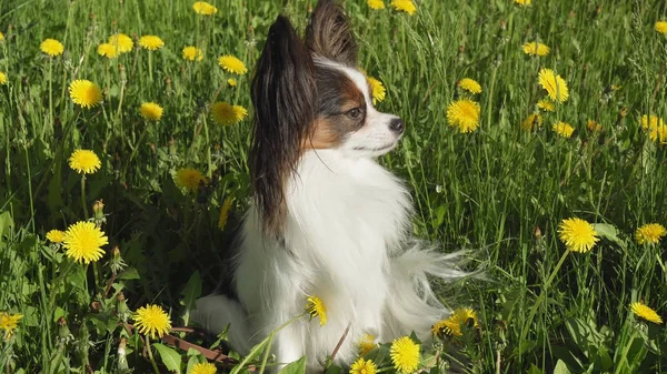 Beautiful dog Papillon sitting on green lawn with dandelions — Stock Photo, Image