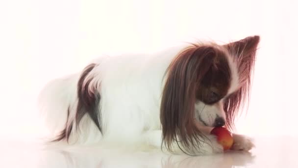 Papillon está comiendo pequeñas imágenes de archivo de manzana roja video — Vídeos de Stock