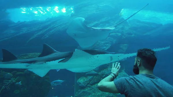La gente admira la vida marina en el túnel de cristal del Acuario en Dubai Mall —  Fotos de Stock