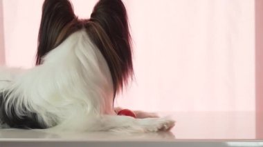Papillon küçük kırmızı elma stok görüntüleri video yiyor