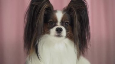 Stok görüntüleri video Papillon yakın çekim güzel köpek kabuk