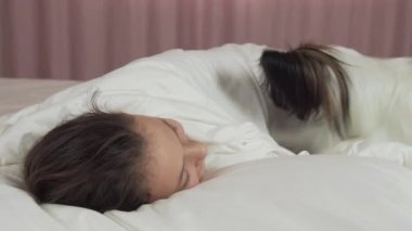 Papillon köpek yatak Stok görüntüleri video içinde genç kız uyanır