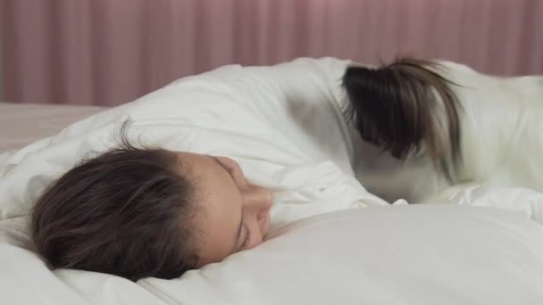 Papillon hond ontwaakt tiener meisje in het bed stock footage video — Stockvideo