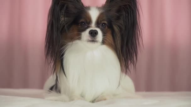 Mooie hond Papillon ligt op bed en blaft stock footage video — Stockvideo