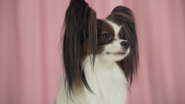 Hermoso perro Papillon cerca ladra material de archivo de vídeo — Vídeo de stock