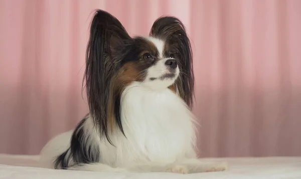 Cão bonito Papillon encontra-se na cama e olha em volta — Fotografia de Stock