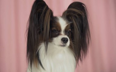 Güzel köpek closeup pembe bir arka plan üzerinde