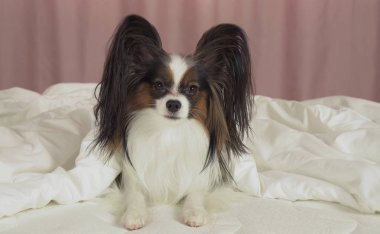 Güzel köpek Papillon yatakta battaniyenin altında yatıyor ve etrafına bakıyor