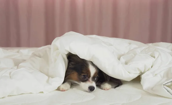 Beautiful dog Papillon lies under blanket on the bed and looks around — Stock Photo, Image