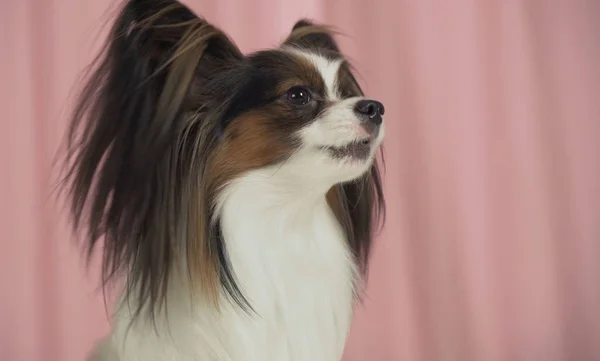 Bellissimo primo piano cane su uno sfondo rosa — Foto Stock