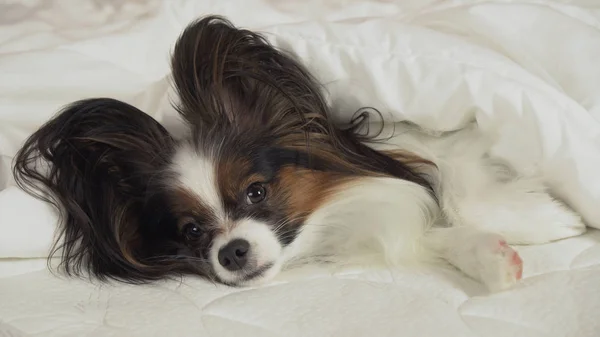Gyönyörű kutya Ízlelő szemölcsös fekszik az ágyon, a takaró alatt, és úgy néz ki, ezen a környéken: — Stock Fotó