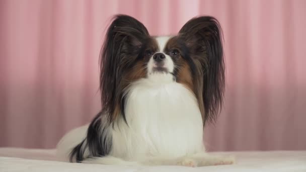 Güzel köpek Papillon yatakta yatıyor ve stok görüntüleri video görünüyor — Stok video