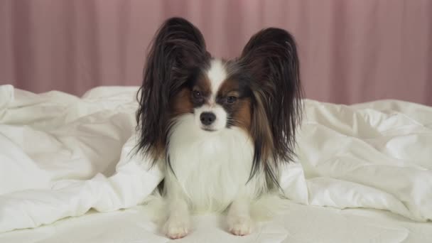 Mooie hond Papillon ligt onder de deken op het bed en kijkt rond stock footage video — Stockvideo