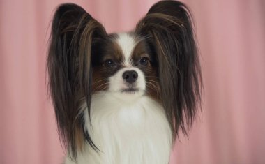 Güzel köpek closeup pembe bir arka plan üzerinde