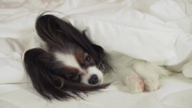 Güzel köpek Papillon yatakta battaniyenin altında yatıyor ve stok görüntüleri video görünüyor