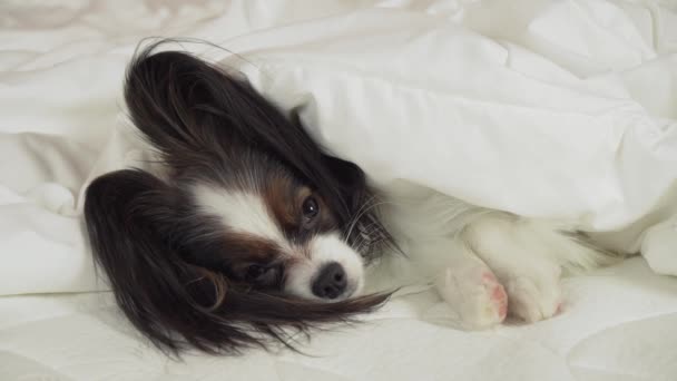 Cão bonito Papillon fica sob cobertor na cama e olha em torno de imagens de vídeo — Vídeo de Stock