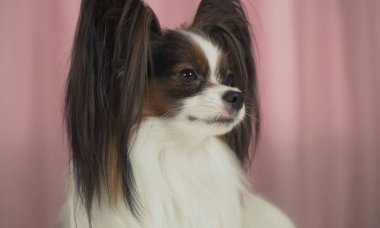 Güzel köpek closeup pembe bir arka plan üzerinde