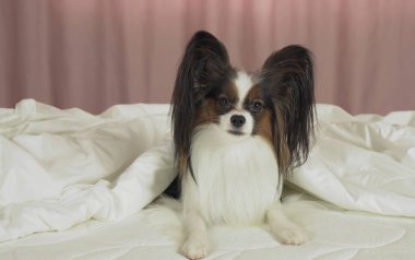 Güzel köpek Papillon yatağın üstüne bir battaniye altında yatıyor ve etrafına bakıyor