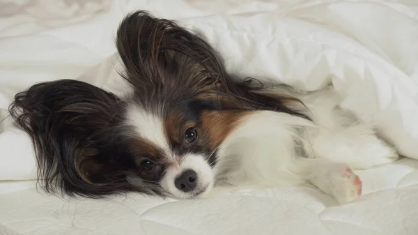 Όμορφο σκυλί Papillon βρίσκεται κάτω από την κουβέρτα στο κρεβάτι και κοιτάζει γύρω — Φωτογραφία Αρχείου