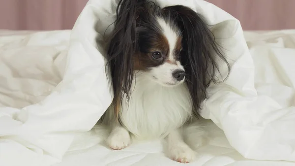 Beautiful dog Papillon lies under blanket on the bed and looks around — Stock Photo, Image