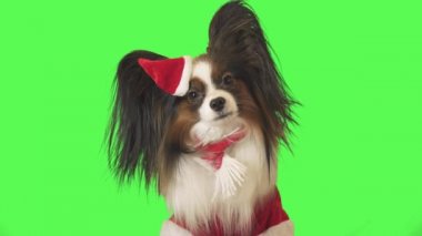 Noel Baba kostüm güzel köpek Papillon konuşuyor ve üzerinde yeşil arka plan Stok görüntüleri video kaçmak