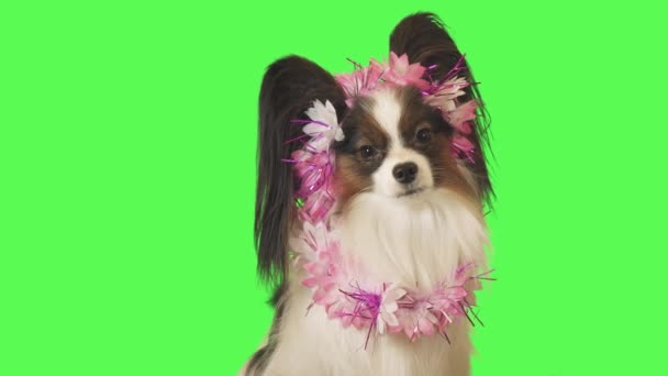 Beautiful dog Papillon in garland of flowers is talking to the camera on green background stock footage video — Stock Video