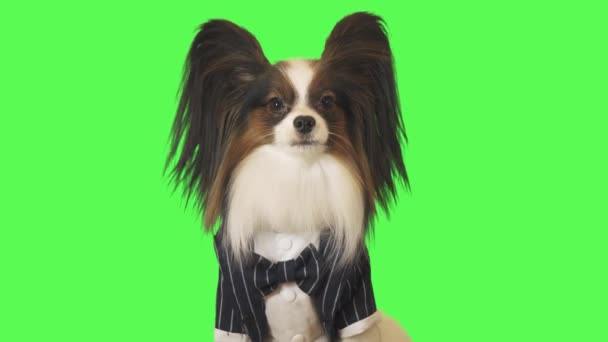 Όμορφο σκυλί Papillon σε ένα επαγγελματικό κοστούμι με παπιγιόν μιλά στην κάμερα σε πράσινο φόντο στοκ πλάνα βίντεο — Αρχείο Βίντεο