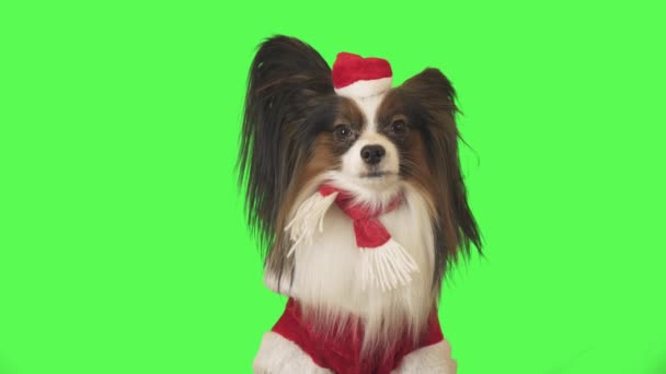 Beautiful dog Papillon in Santa Claus costume is looking intently at camera on green background stock footage video — Stock Video