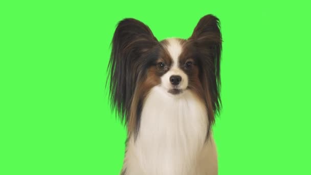 Beautiful dog Papillon is talking to camera on green background stock footage video — Stock Video