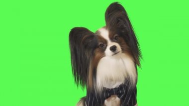 Güzel köpek Papillon bir papyon ile iş elbiseli dikkatle üzerinde yeşil arka plan Stok görüntüleri video kameraya bakıyor